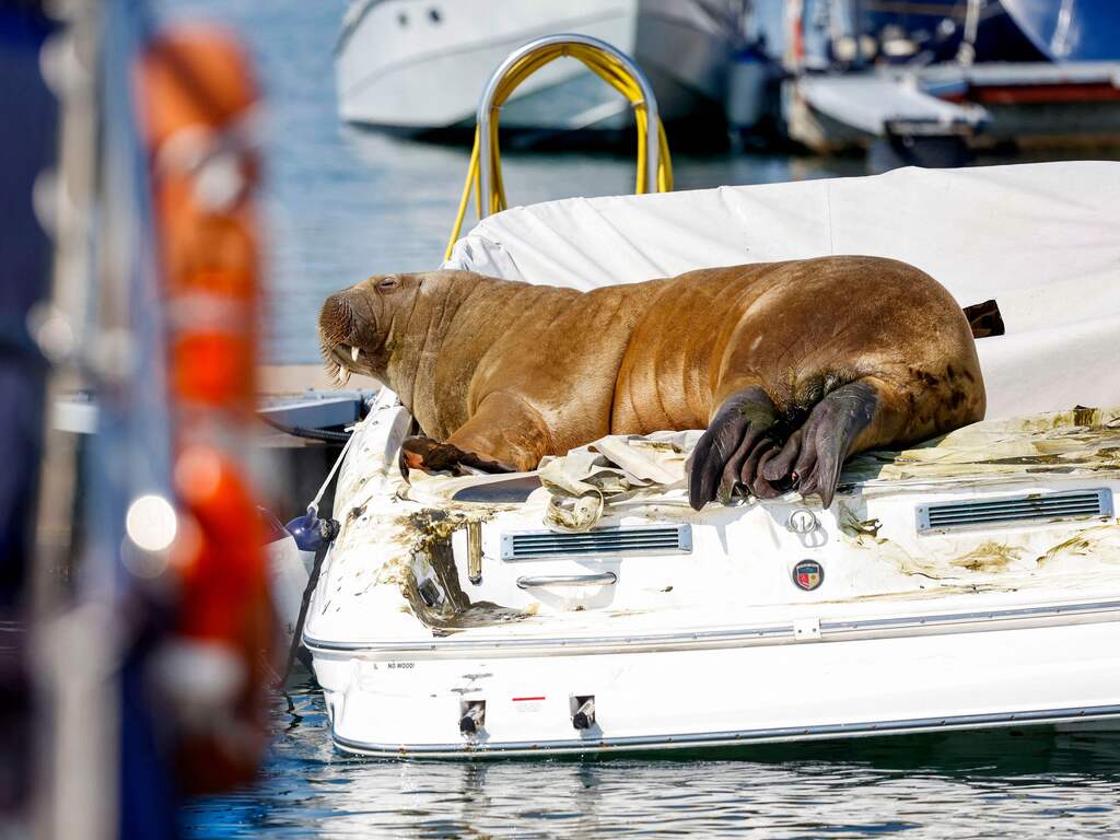 Noorwegen overweegt walrus Freya die ook in Nederland opdook af te maken