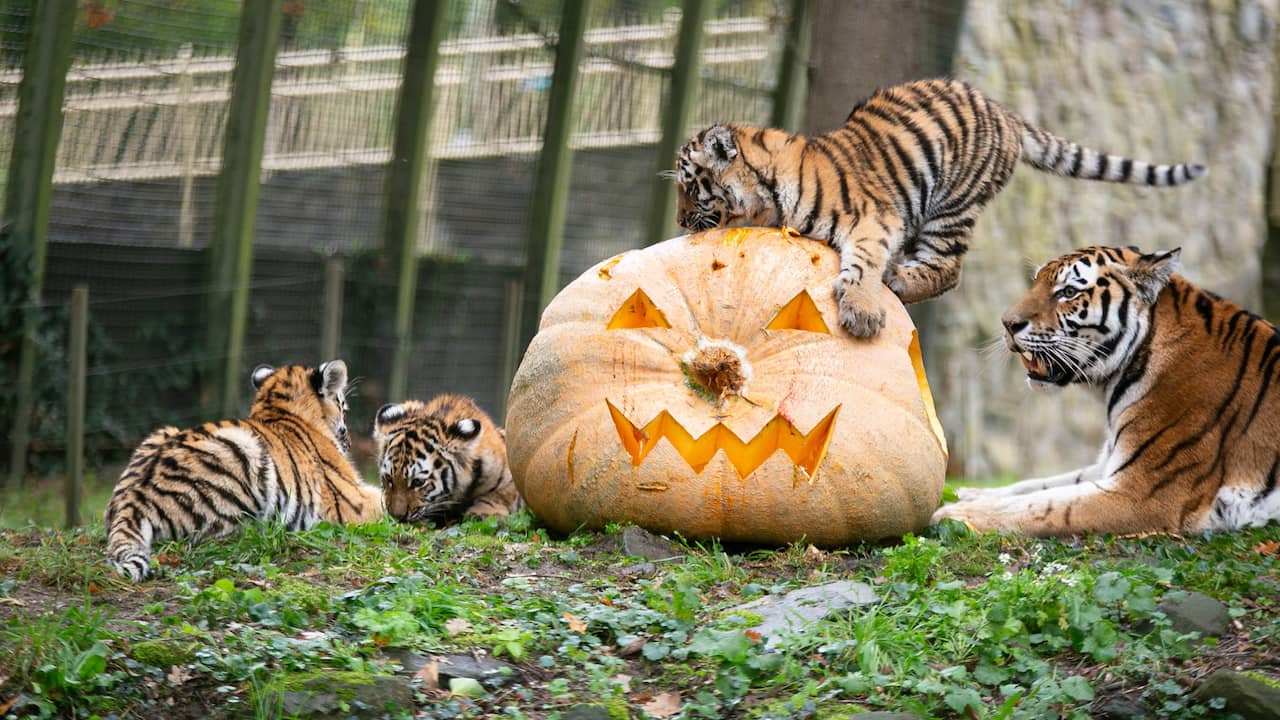 Video | Tijgers en stokstaartjes storten zich op halloweentraktatie
