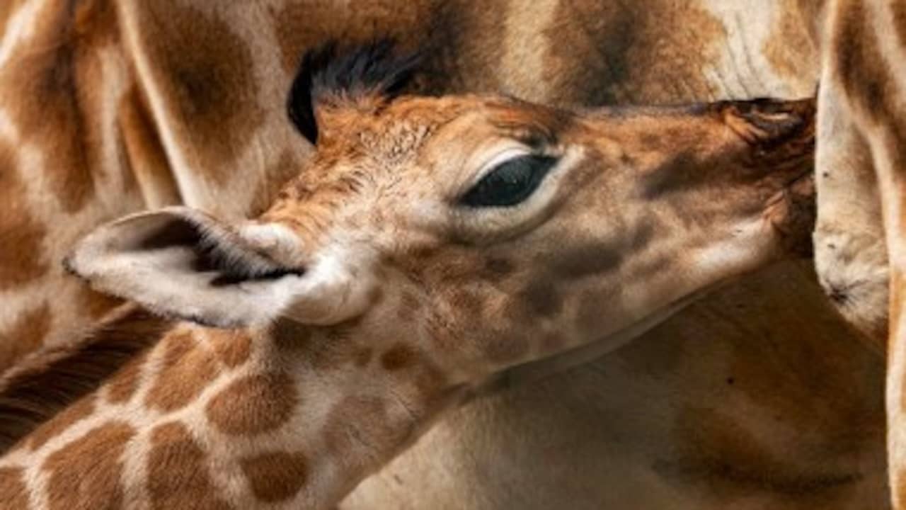 Twee giraffen geboren in Safaripark Beekse Bergen