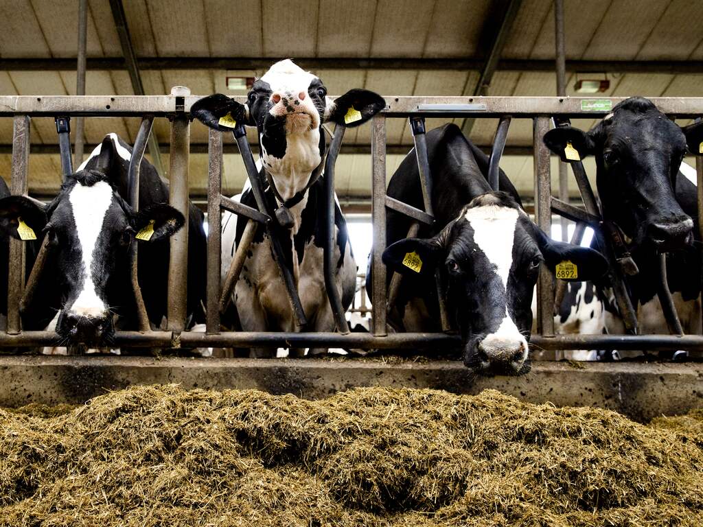 Wetenschappers in brandbrief: 'Genoeg kennis om stikstofcrisis nu aan te pakken'