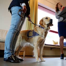 Hulphonden vaker geweigerd: 'Maar baasjes kunnen situatie het best beoordelen'