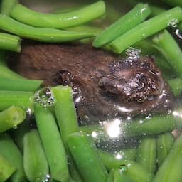 Opnieuw muis gevonden in zak sperziebonen Jumbo: 'Liet hem van schrik vallen'