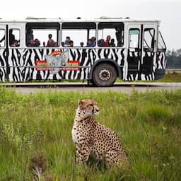 Ontsnapte cheeta uit verblijf Beekse Bergen na uren gevangen, park weer open