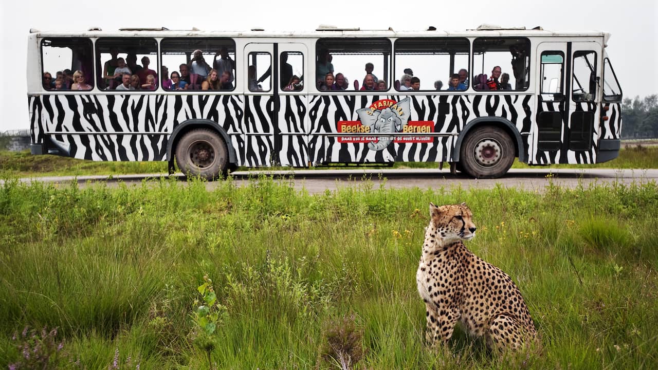 Cheetah ontsnapt uit verblijf in Beekse Bergen, park tijdelijk gesloten