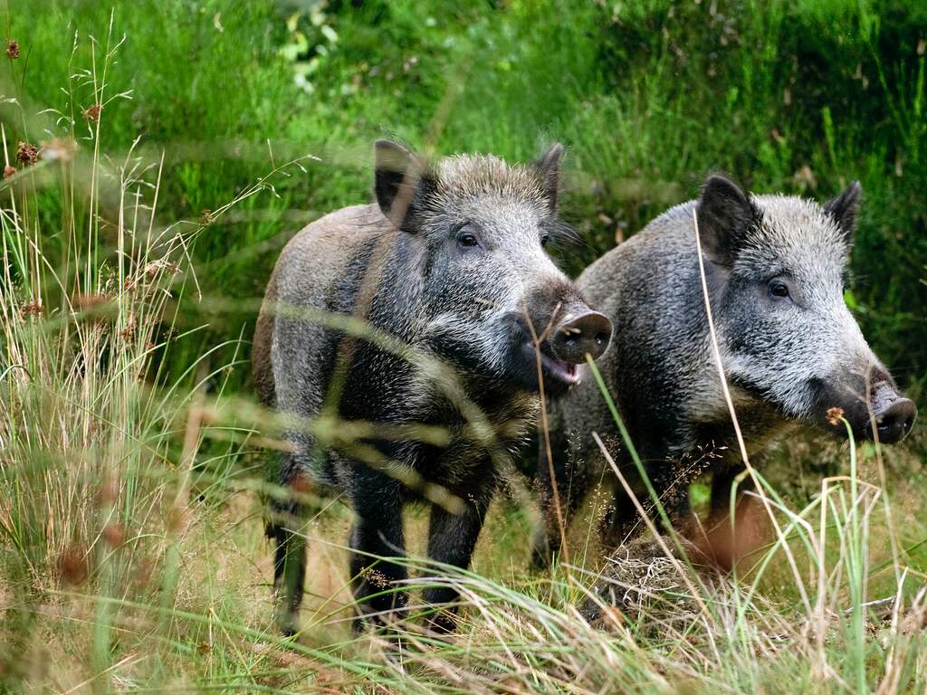 Sinds het voorjaar bijna vijfduizend wilde zwijnen op de Veluwe afgeschoten
