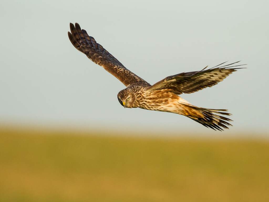 Onderzoekers somber over toekomst blauwe kiekendief: vogel bijna uitgestorven