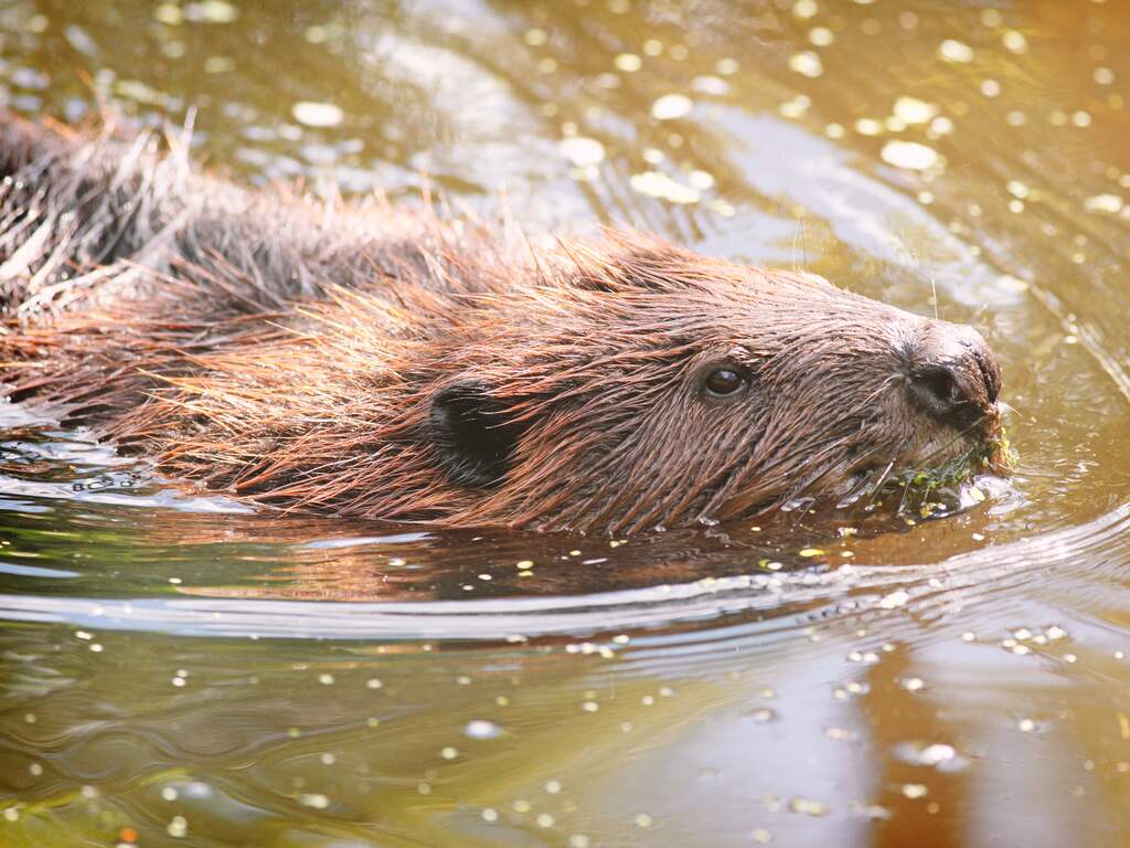 Bevers beschadigen snelweg in Limburg, afrit bij Venray twee weken dicht