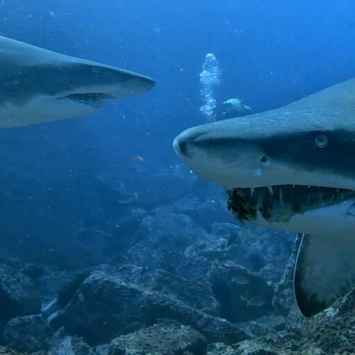 Illustratie bij: Video | Verstrikte zandtijgerhaaien worden uit vislijnen gered in Australië