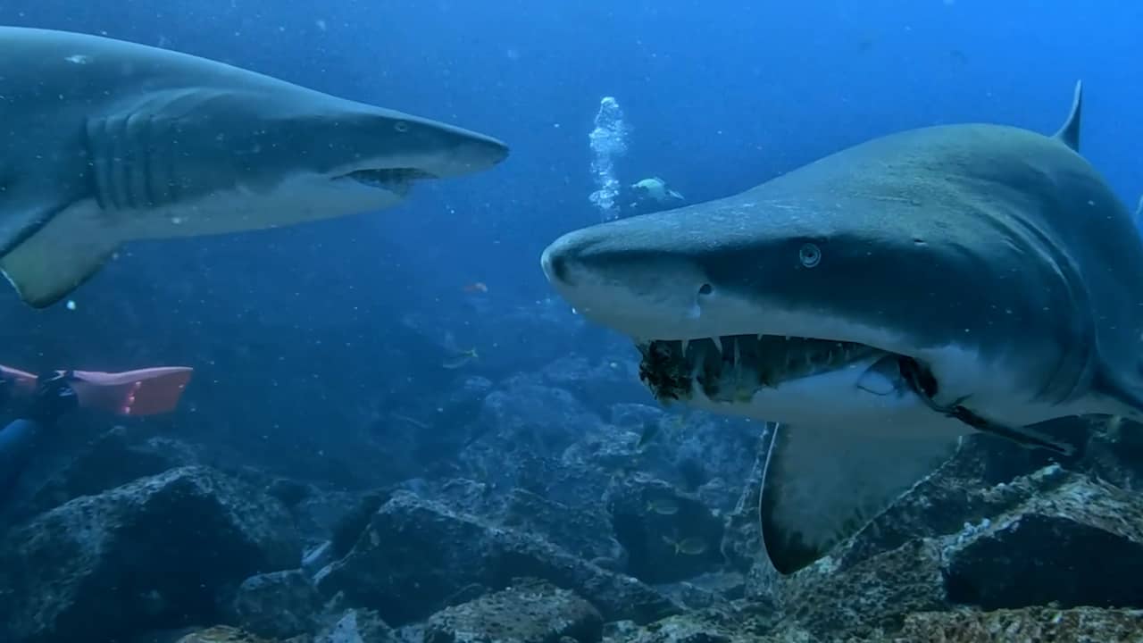 Foto bij Video | Verstrikte zandtijgerhaaien worden uit vislijnen gered in Australië