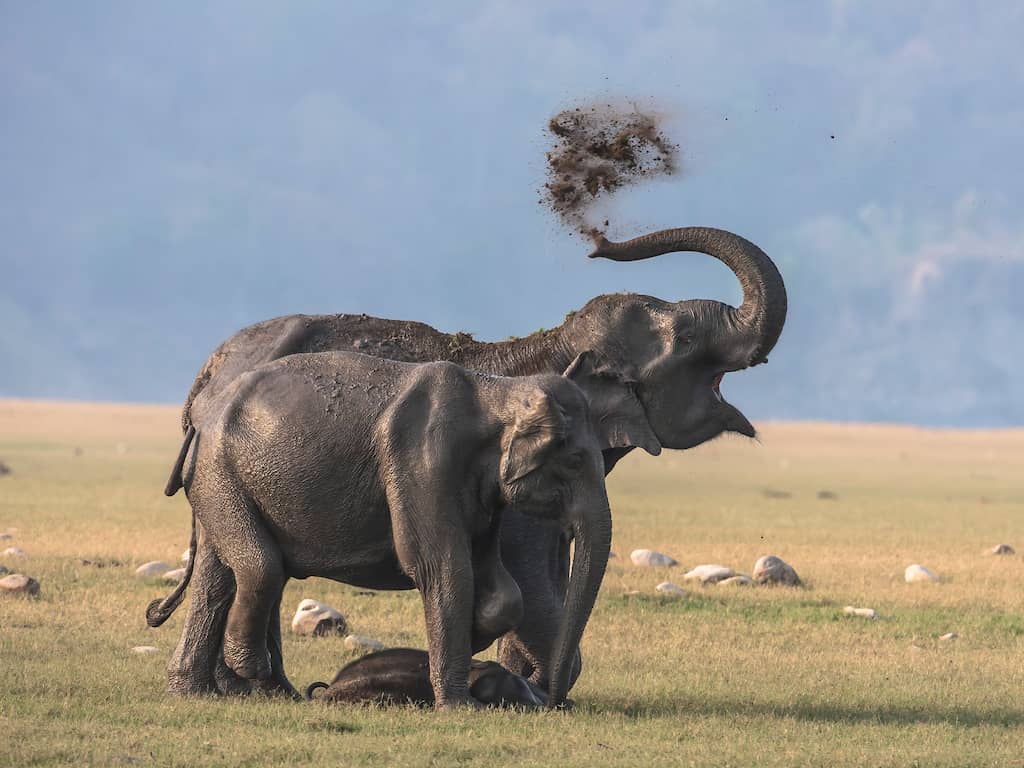Indiase deelstaat waarschuwt mensen via app voor naderende olifantenkuddes