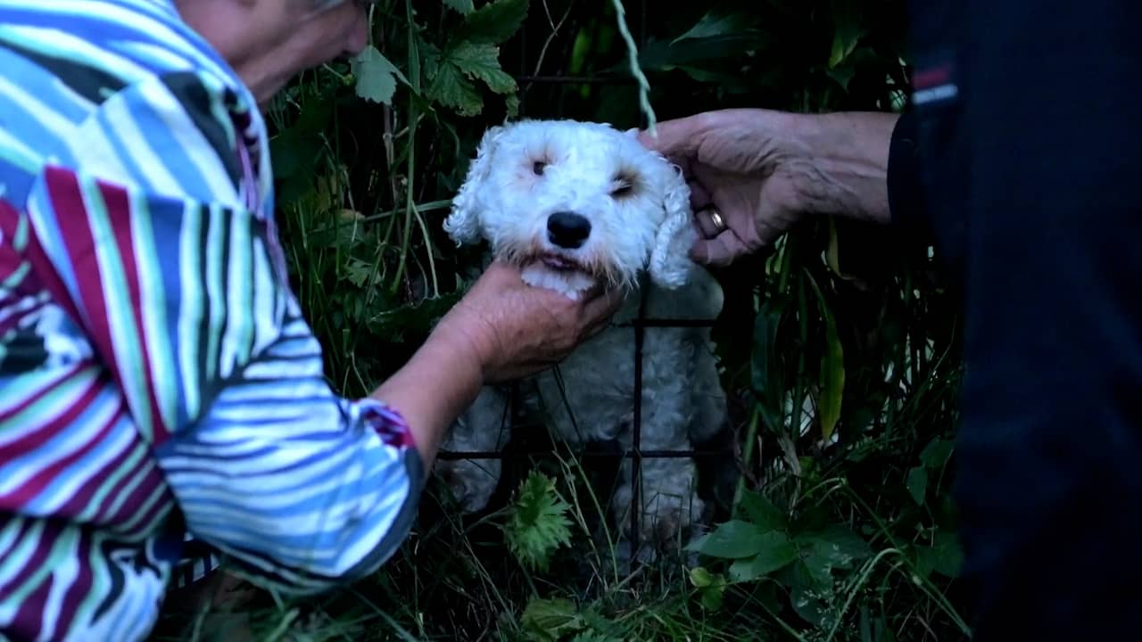 Video | Brandweer redt hondje uit benarde positie in Sneek