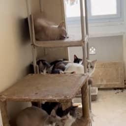 Zeker 75 katten gevonden in Frans appartement, ook dode kittens in de vriezer