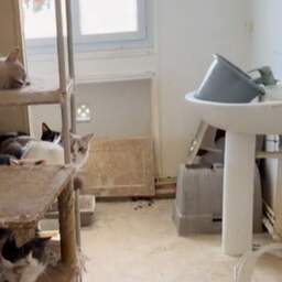 Zeker 75 katten gevonden in Frans appartement, ook dode kittens in de vriezer