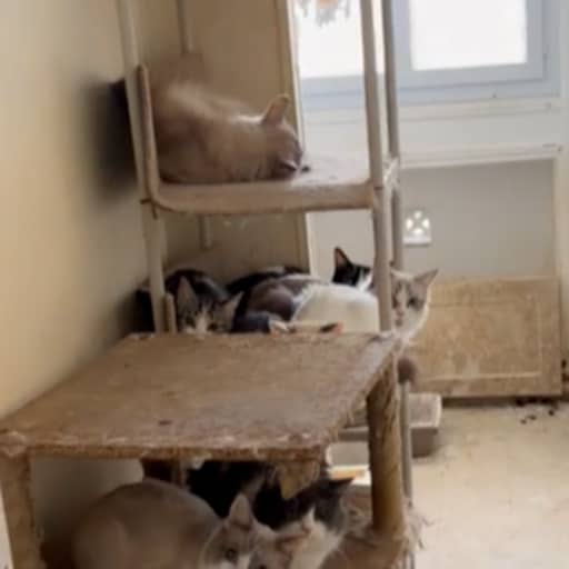 Illustratie bij: Zeker 75 katten gevonden in Frans appartement, ook dode kittens in de vriezer