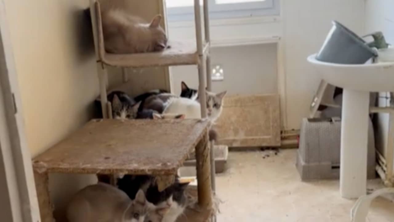 Zeker 75 katten gevonden in Frans appartement, ook dode kittens in de vriezer