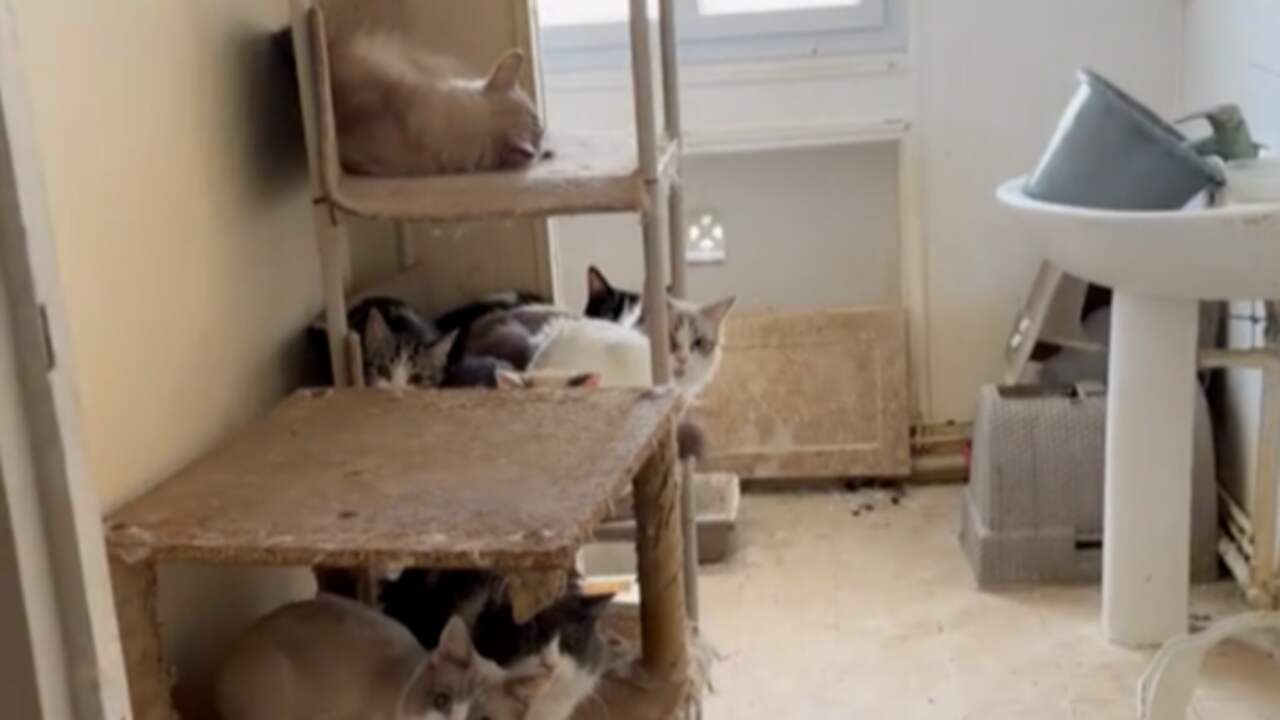 Foto bij Zeker 75 katten gevonden in Frans appartement, ook dode kittens in de vriezer