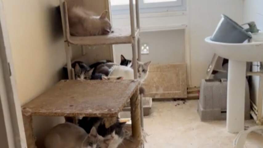 Foto bij Zeker 75 katten gevonden in Frans appartement, ook dode kittens in de vriezer