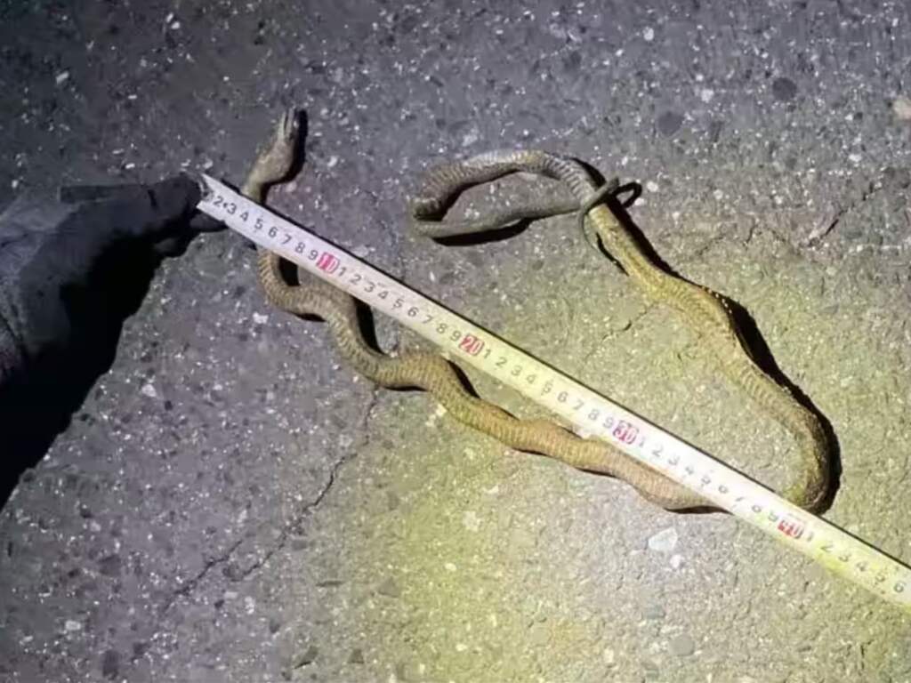 Slang die zich om stroomkabels wikkelt legt drukste kogeltrein van Japan plat