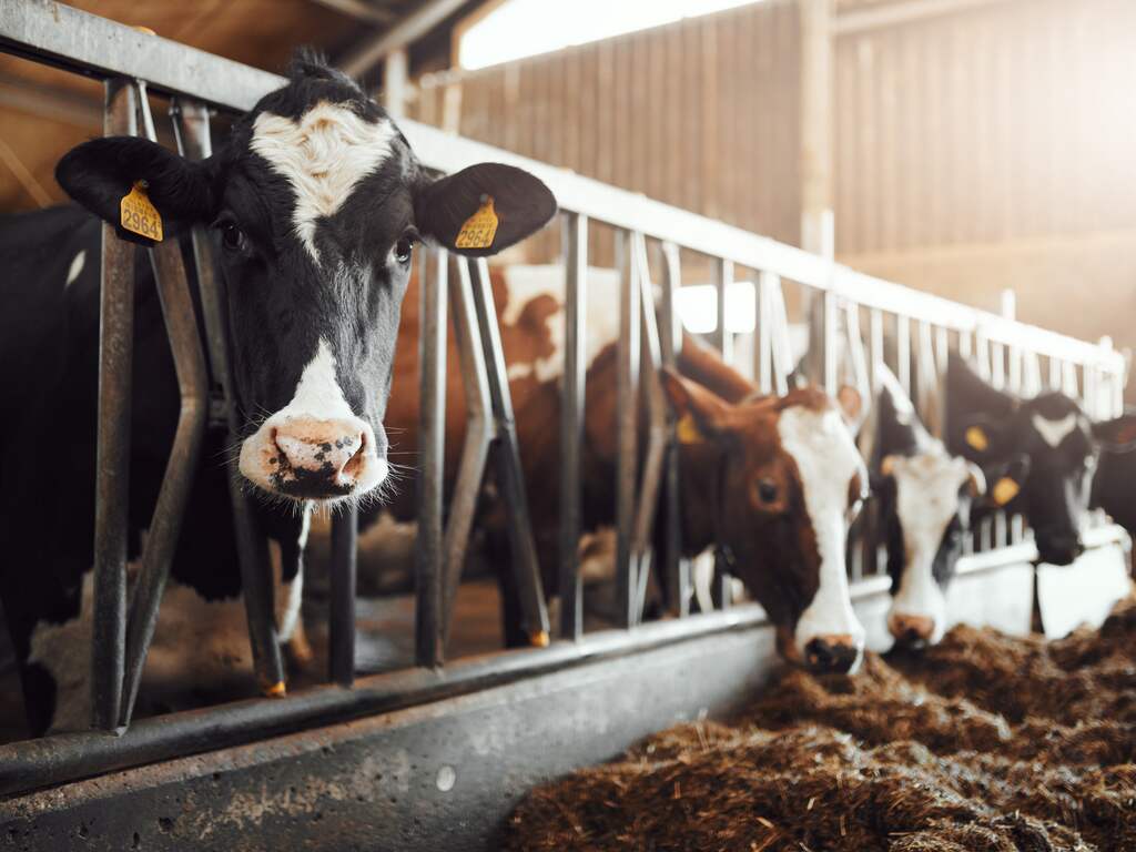 Duitse deelstaat Brandenburg heft maatregelen tegen verspreiding MKZ op