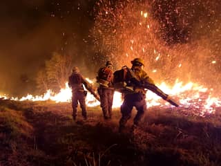 Bos weerbaarder maken tegen brand: 'Bos aanpassen duurt enorm lang'