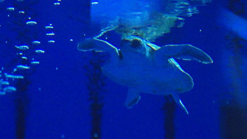 Diergaarde Blijdorp vangt uit koers geraakte zeeschildpad op