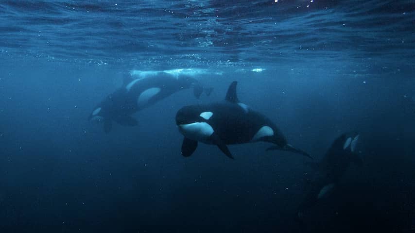 Orka's spelen mogelijk met hun prooi door erop in te rammen tot die uiteenspat