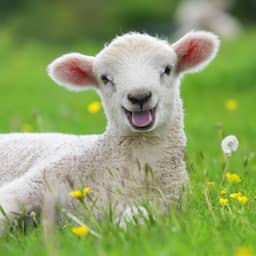 Het goede nieuws deze week: schapen(houders) opgelucht en duizenden lintjes