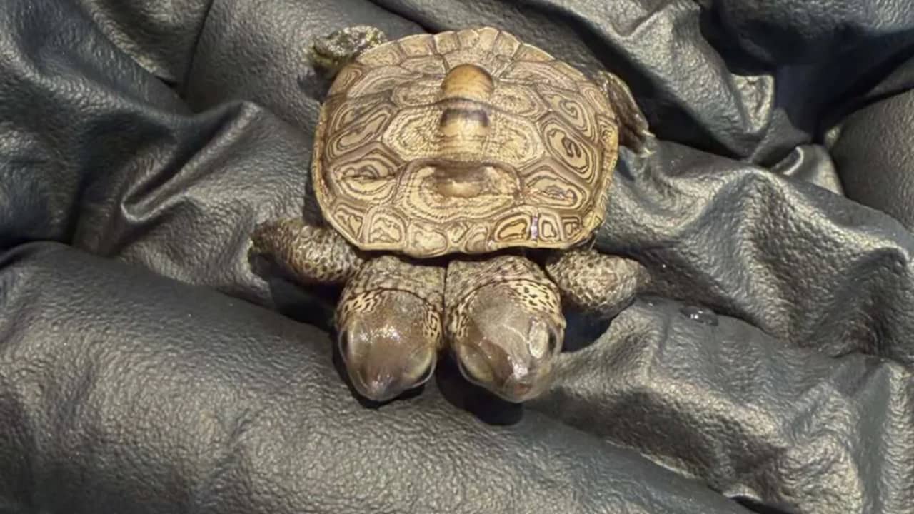 Zeldzame tweekoppige schildpad ontdekt bij Amerikaanse oostkust