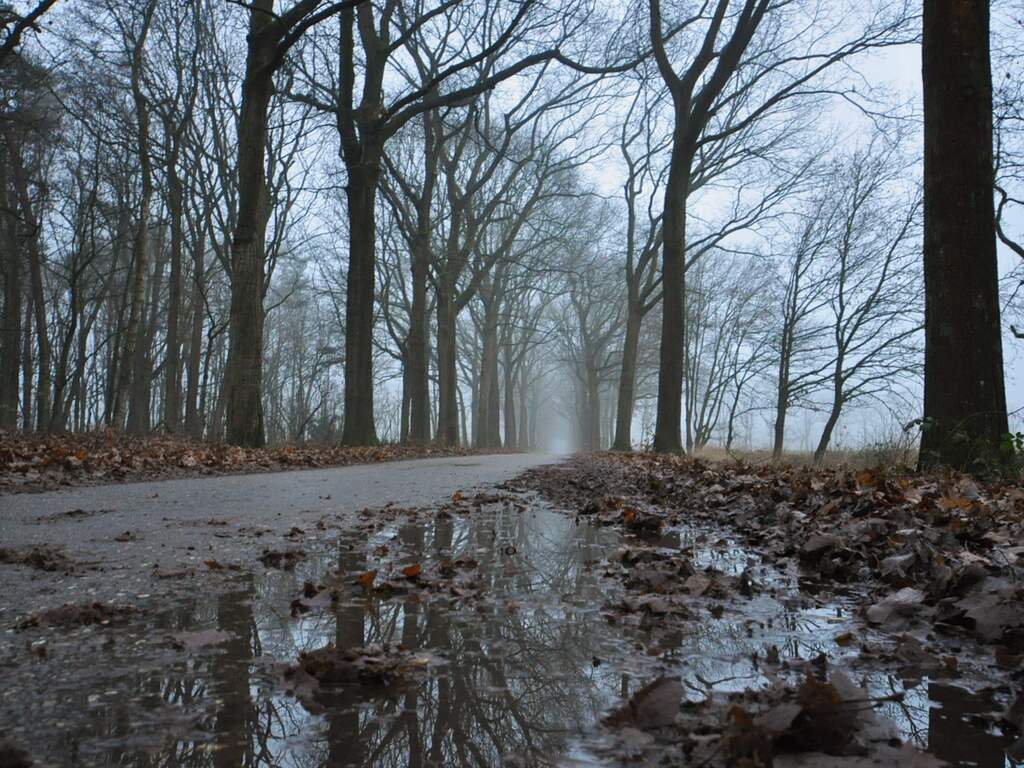 Donderdag 15 december: Een kille en grijze donderdagochtend met veel bewolking en mist.
