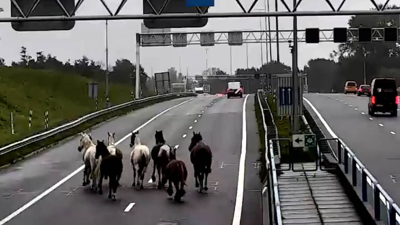 Paarden komen uit tunnel en draven over de A9 bij Beverwijk