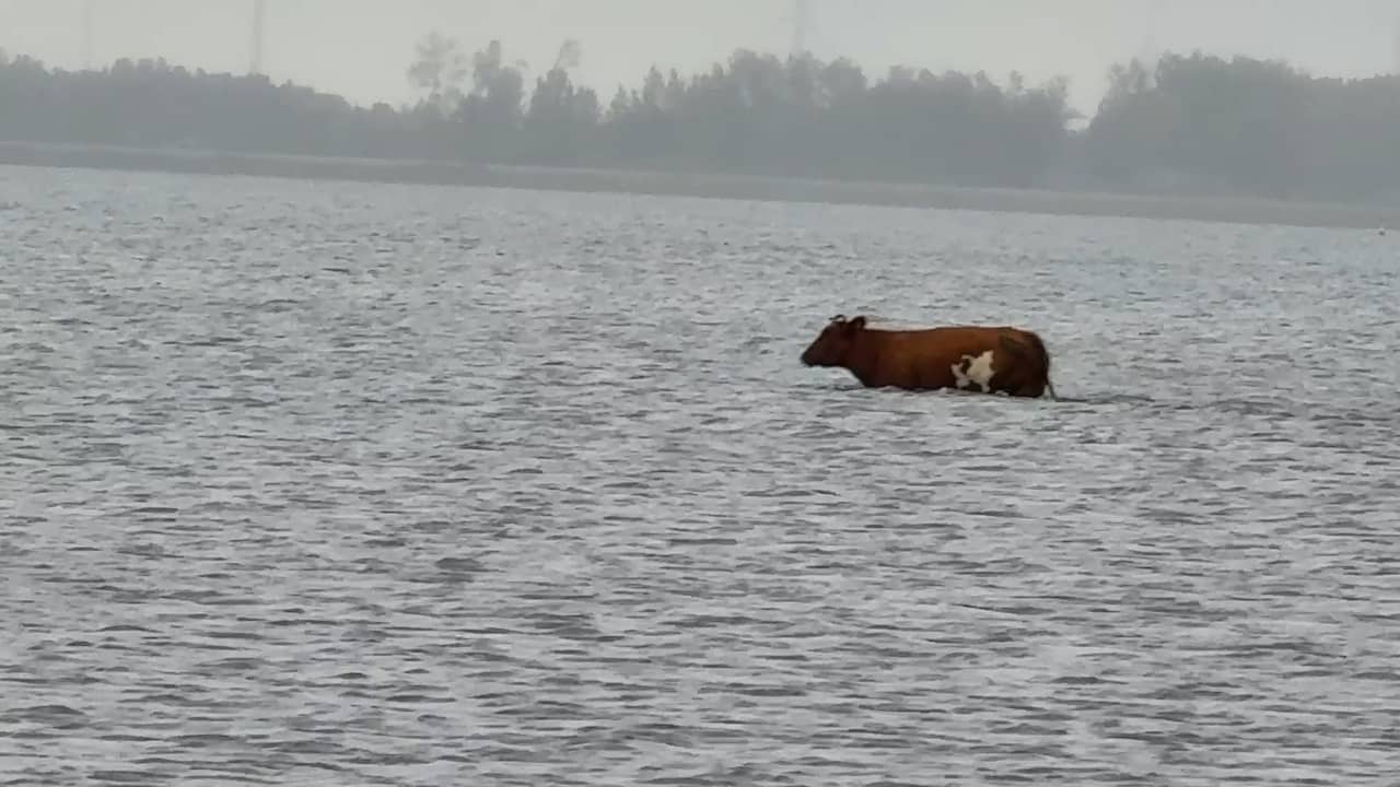 Video | Man filmt hoe koe door water van Veluwemeer loopt