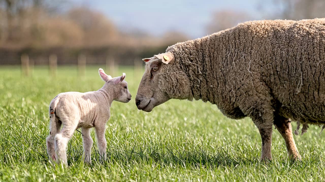 'Eenzaamste schaap' van Groot-Brittannië bevallen van eerste lammetjes