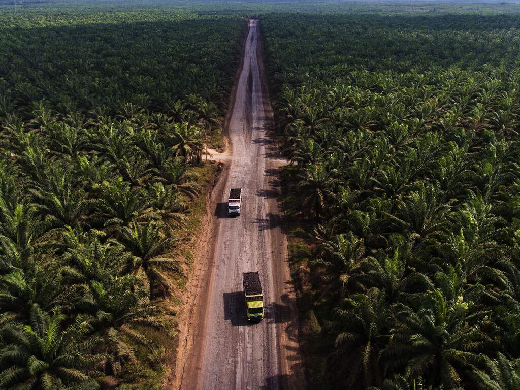 Nederland volgens rapport in top van EU-landen die voor ontbossing zorgen