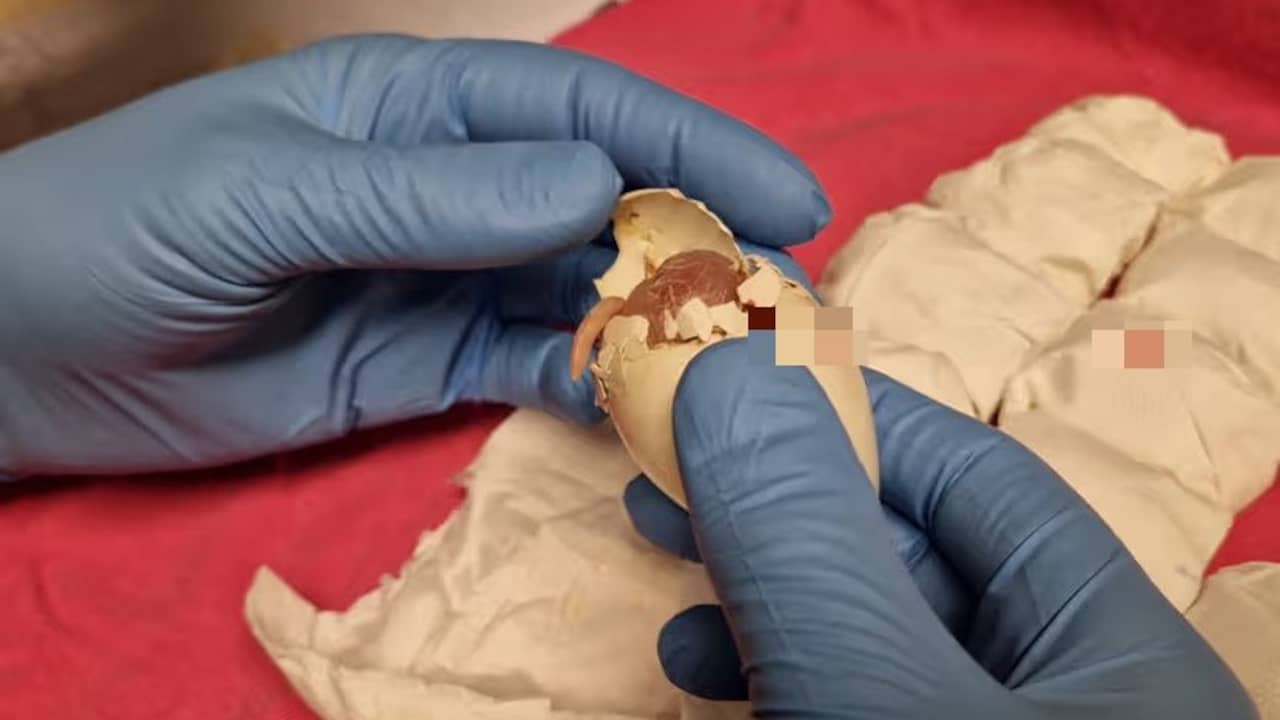 Meer dan 250 broedeieren van papegaaien in beslag genomen op Schiphol