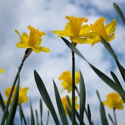 Paasweekend wordt druilerig, maar komende week begint met lenteweer