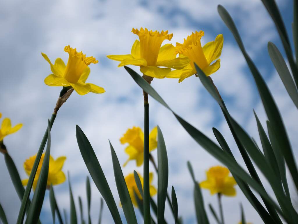 Weerbericht | Overgang naar zomertijd gepaard met lokale buien, verder zacht