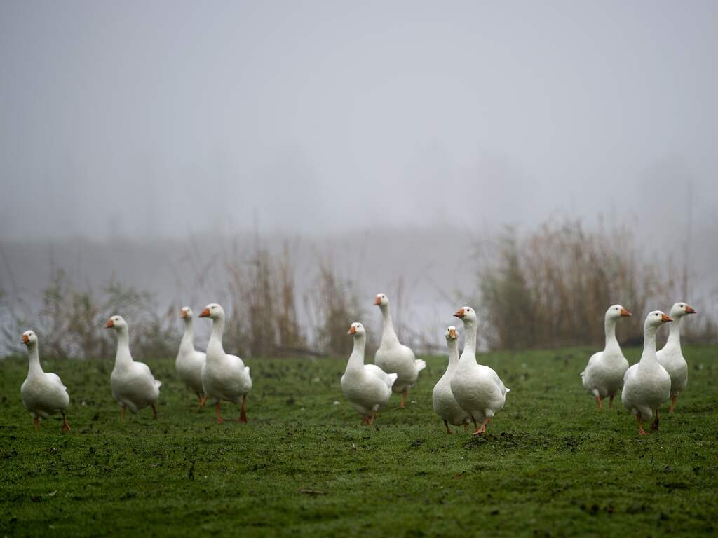 Weerbericht | Een grijze dag met ijzel in het oosten