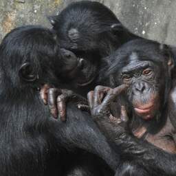NU+ | Expert over gevaar van ontsnapte bonobo: 'Snap dat ze zich zorgen maken'