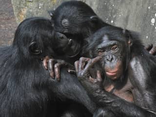 Bonobo's en chimpansees spreken dezelfde taal