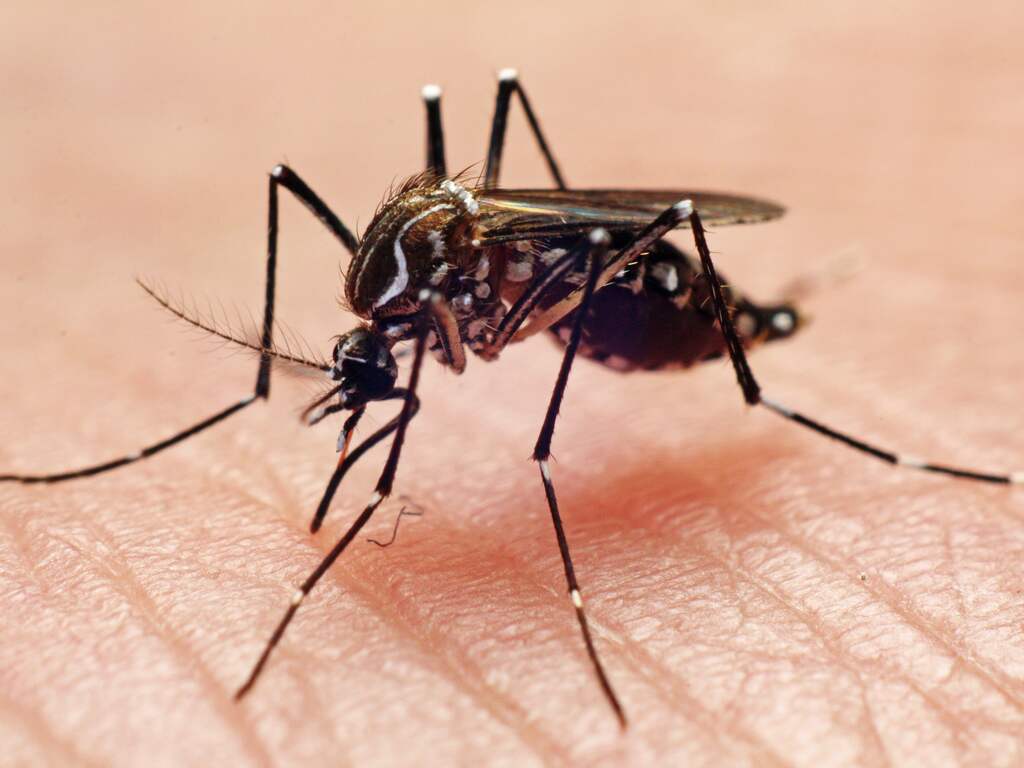 Met de komende warmte ook veel muggenoverlast verwacht