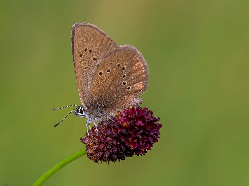 Verkeerd maaien blijkt funest: donker pimpernelblauwtje uit Nederland verdwenen