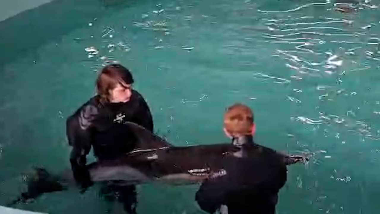 Video | Verzwakte dolfijn zwemt (met hulp) rond in bassin van opvangcentrum