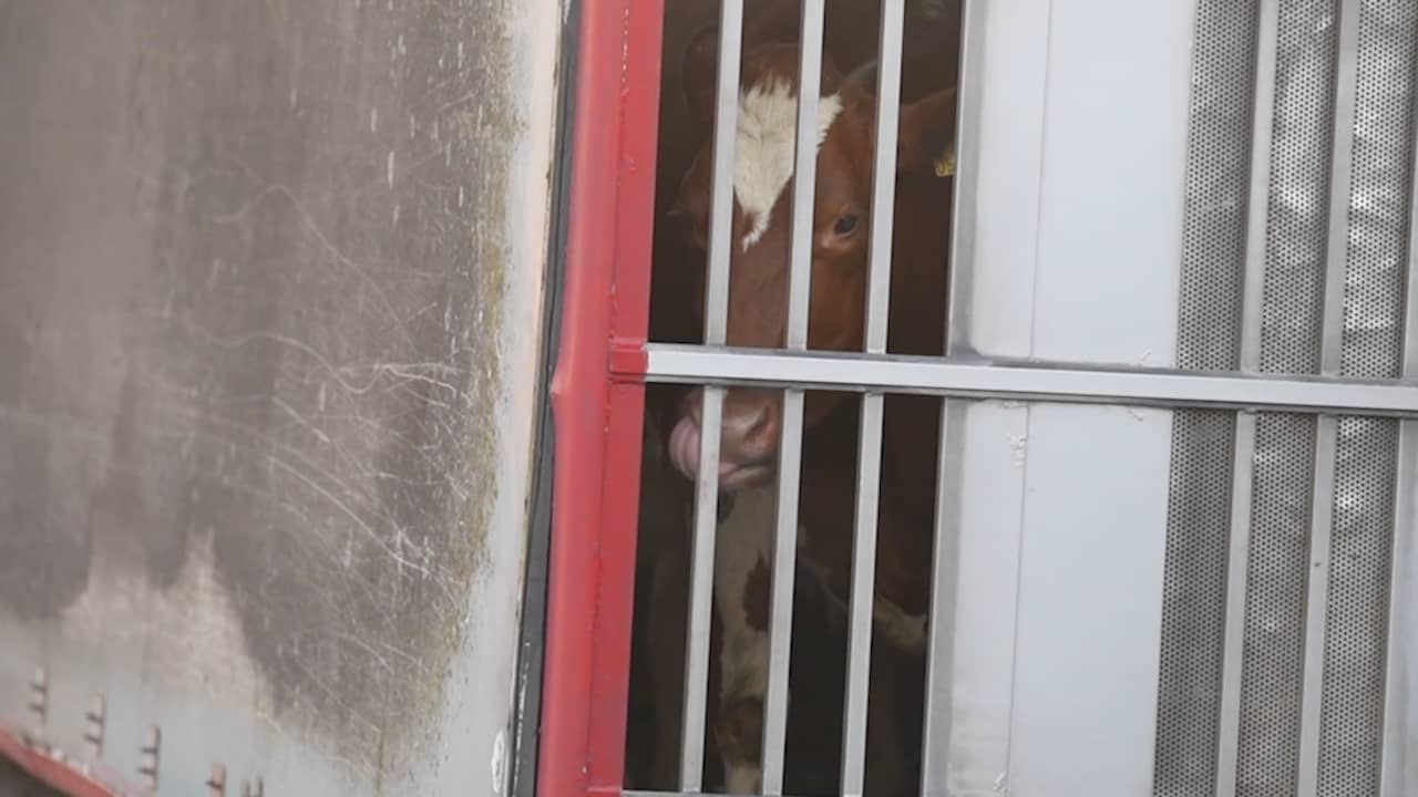 Video | Koeien stappen uit gekantelde vrachtwagen naar andere veewagen