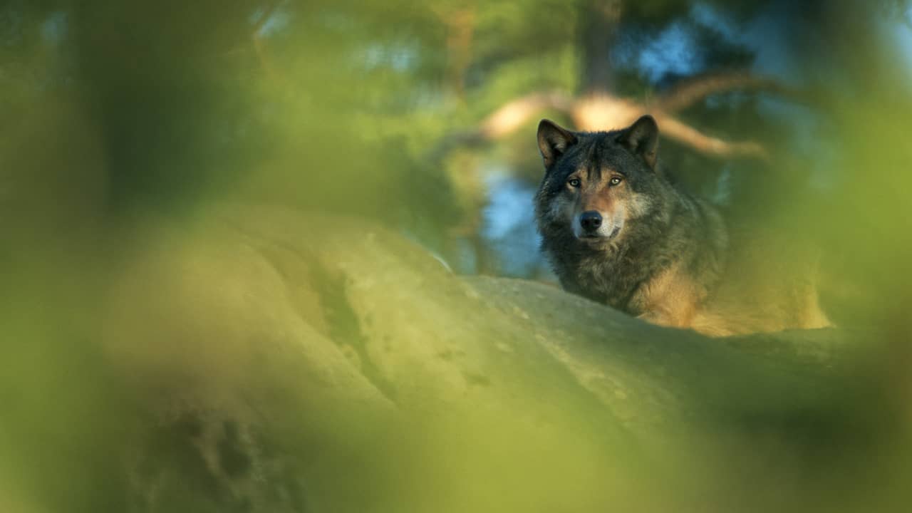 Wolf die vrouw in gezicht beet in Duitse winkelstraat weer vrijgelaten