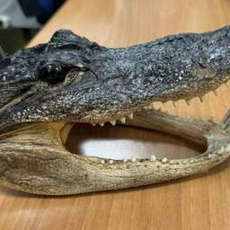 Video | Italiaanse douane vindt alligatorkop in koffer