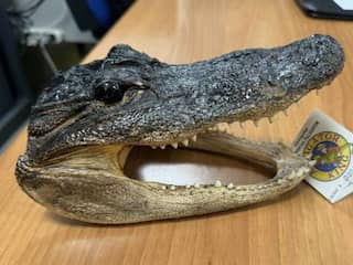 Italiaanse douane vindt alligatorkop in koffer