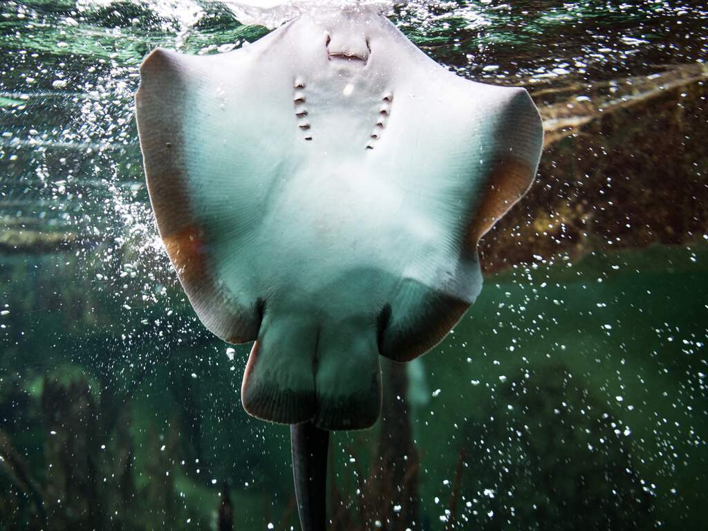 Op bijzondere wijze verwekte pijlstaartrog drie weken na geboorte overleden