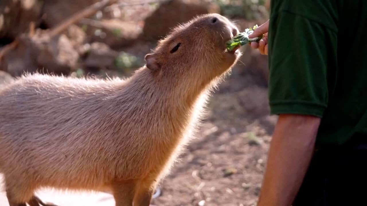Video | Capibara's, pinguïns en andere dieren op de weegschaal in London Zoo