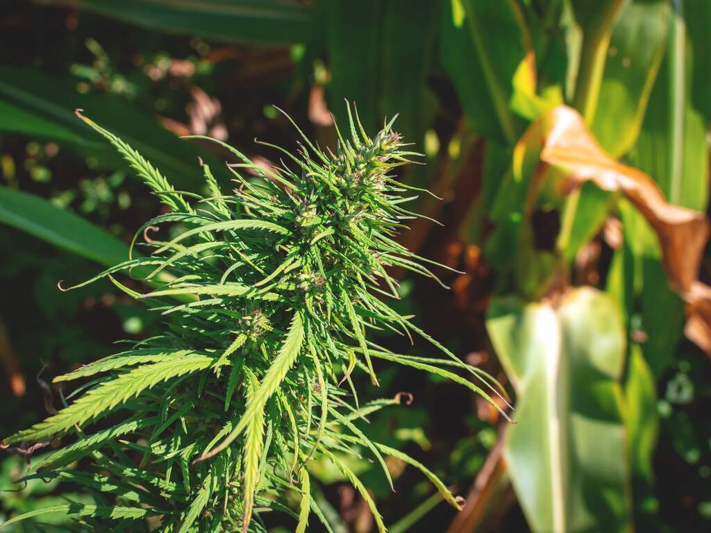 Primeur voor Limburg: wietplantages gevonden dankzij zoektocht met satelliet