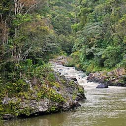 Nederlandse dierentuinen slaan handen ineen voor natuurherstel Madagaskar